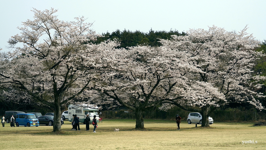 写真エッセイ：さくら宇宙公園さくら祭り３：NTW595