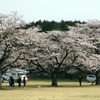 写真エッセイ：さくら宇宙公園さくら祭り３：NTW595