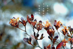 写真句：いとしの枯れ１：皐月