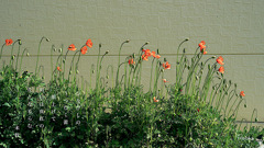 写真歌：長実ひなげし