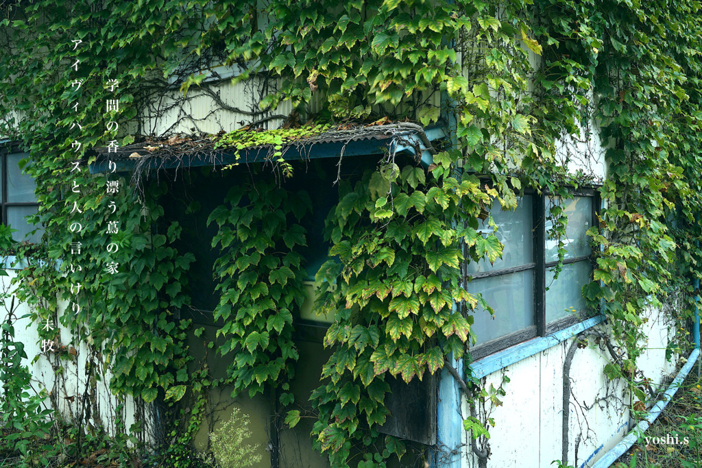 写真歌：Ivy house：NTW525