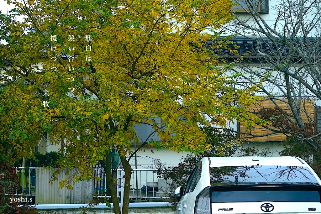 写真句：カラフル写ん歩５：紅白