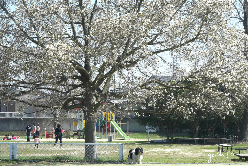 写真句：ベルの花見 2018：NTW 116