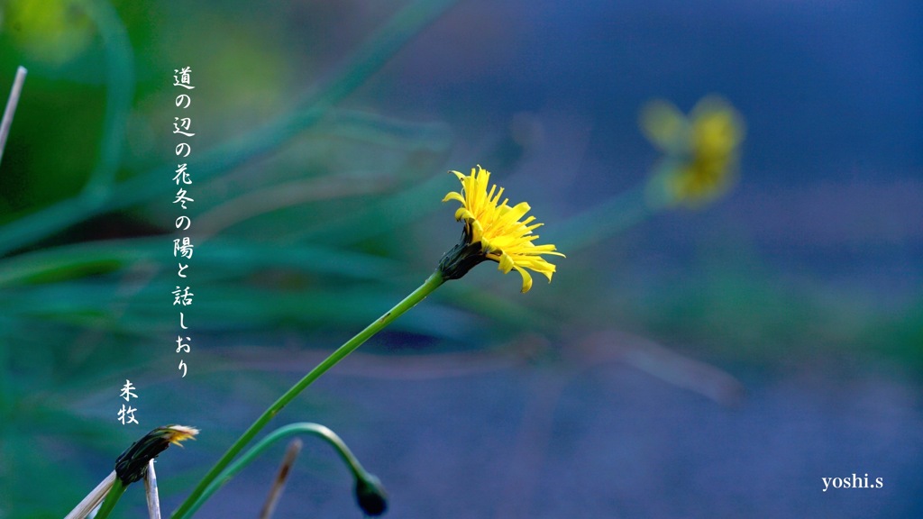写真句：道の辺の花