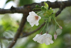 写真句：残り桜