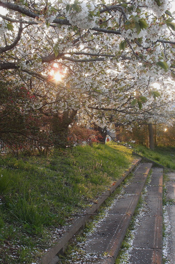夕陽桜：写真句
