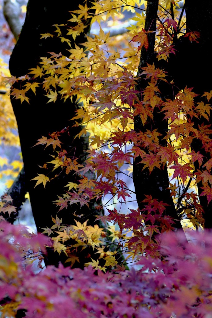 紅葉６：あやにしき２