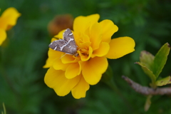 花８