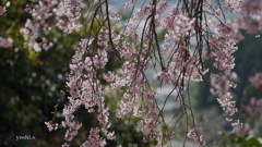 写真句：桜５：枝垂れ桜の誘惑