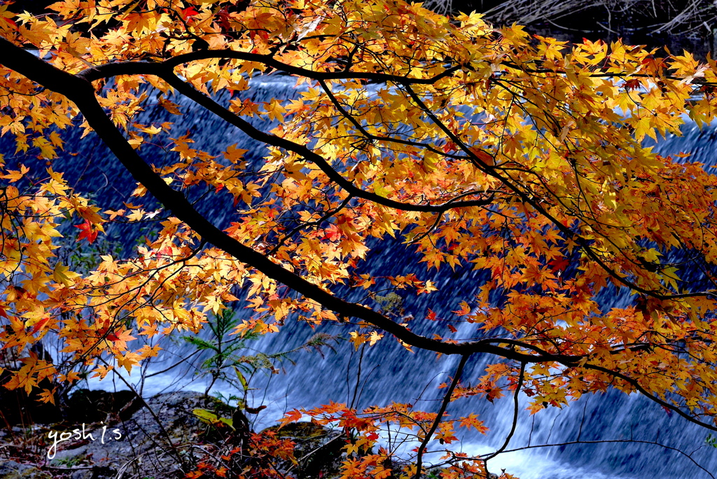 写真エッセイ：花貫紅葉２：紅葉流水