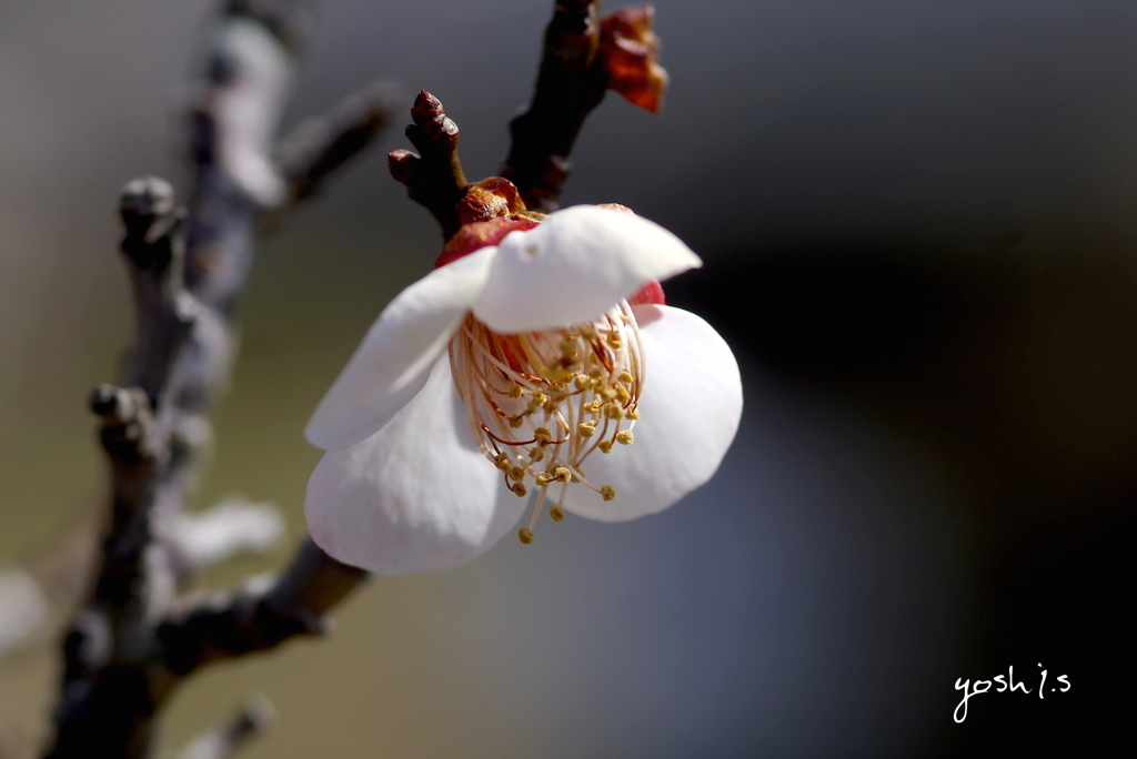 写真掌編：にほひをこせよ 27：梅花：写真歌