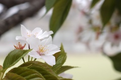 山桜十様　山桜2