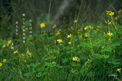 写真句：かたばみ