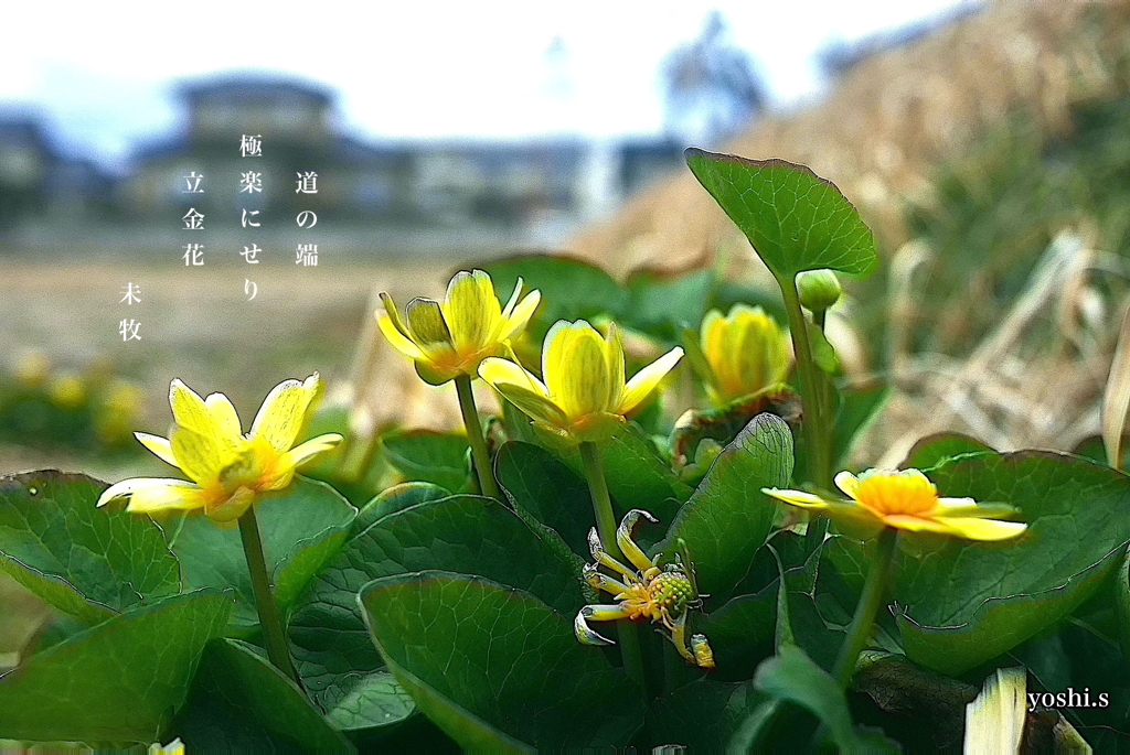 写真句：道端の極楽１
