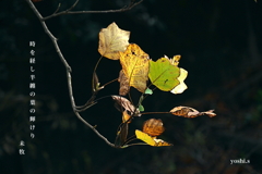 写真句：最後の輝き