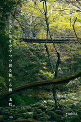 写真句：花貫渓谷紅葉狩り2025：吊り橋のある渓流３