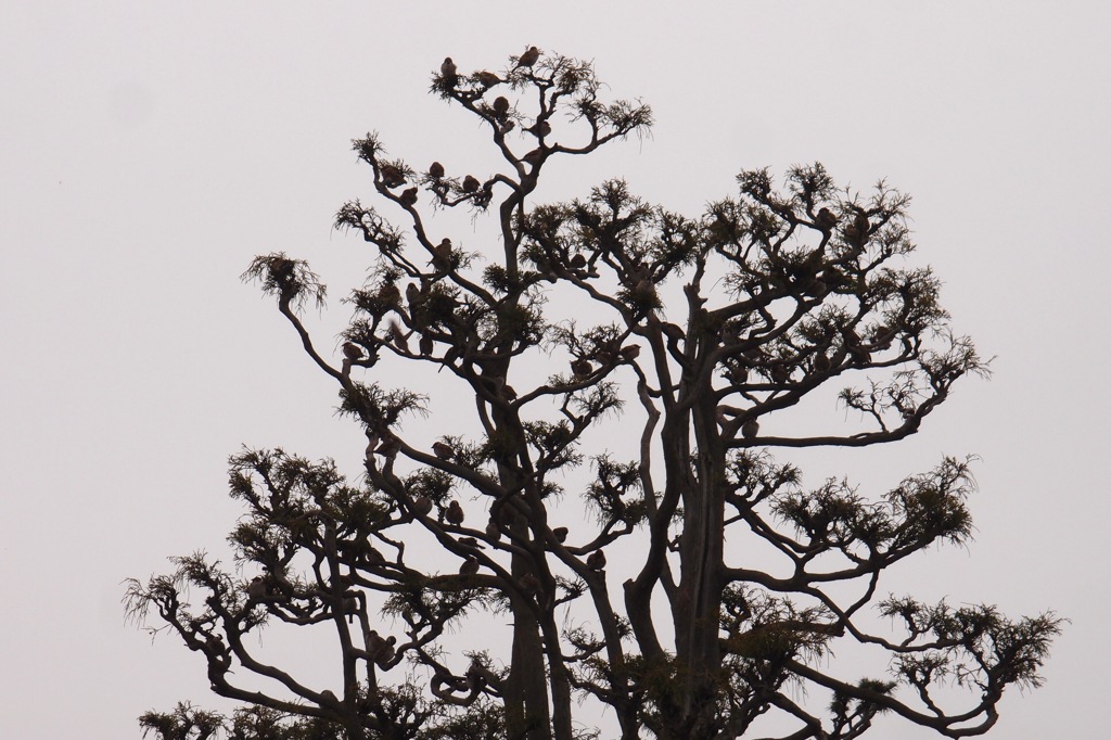 The birds