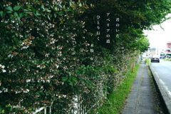 写真句：アベリアの道