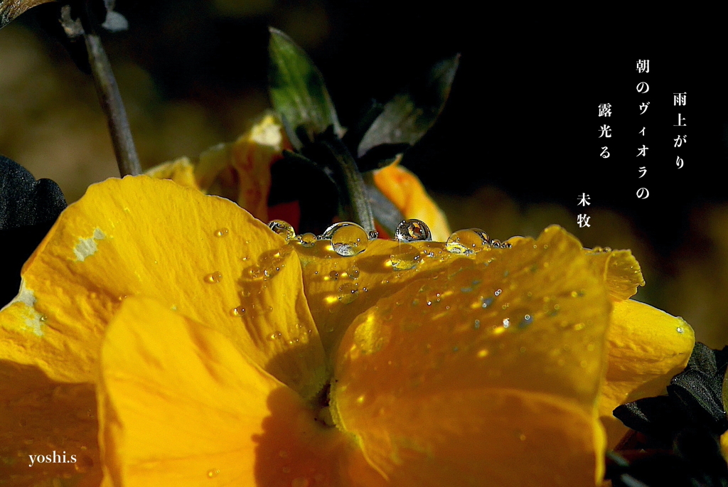 写真句：ヴィオラの水玉