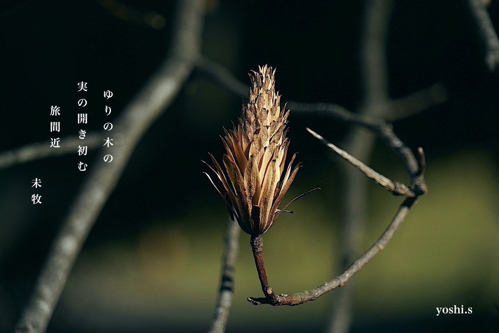 写真句：ゆりの木の集合果１