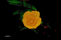 写真句：黄金の花