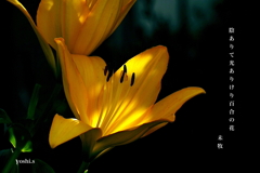 写真句：道端の花18：百合