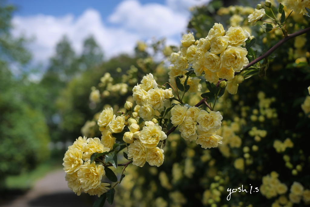 写真句：花二題の２：木香薔薇