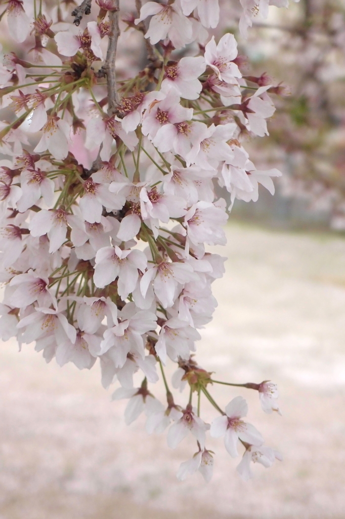 花塊