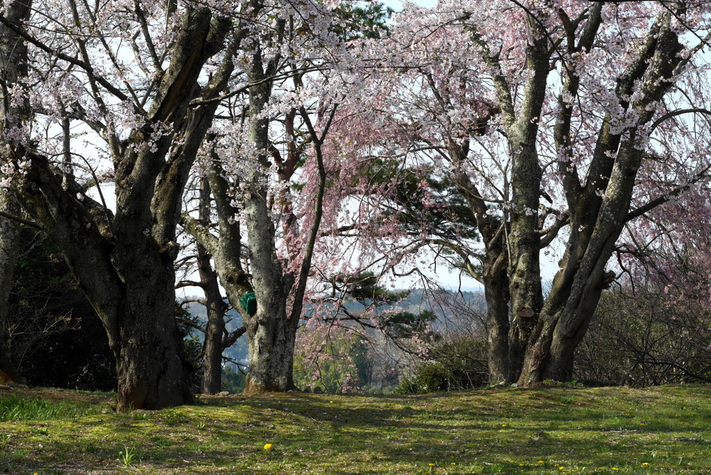 写真掌編：桜の下で ９：高校の桜６