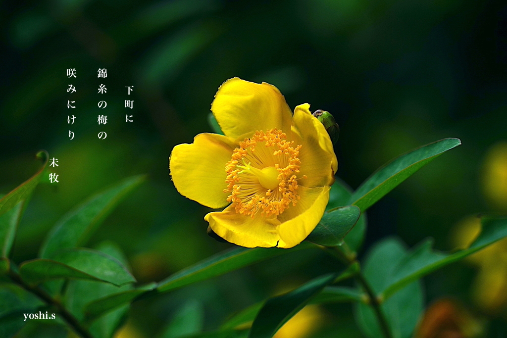 写真句：金糸梅