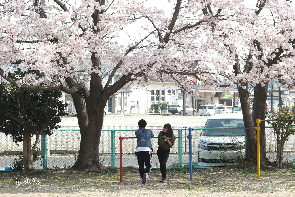 写真句：青春桜：NTW 122