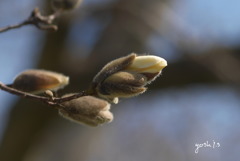 写真エッセイ：Ready to bloom !