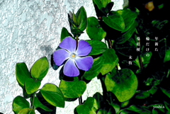 写真句：蔓桔梗