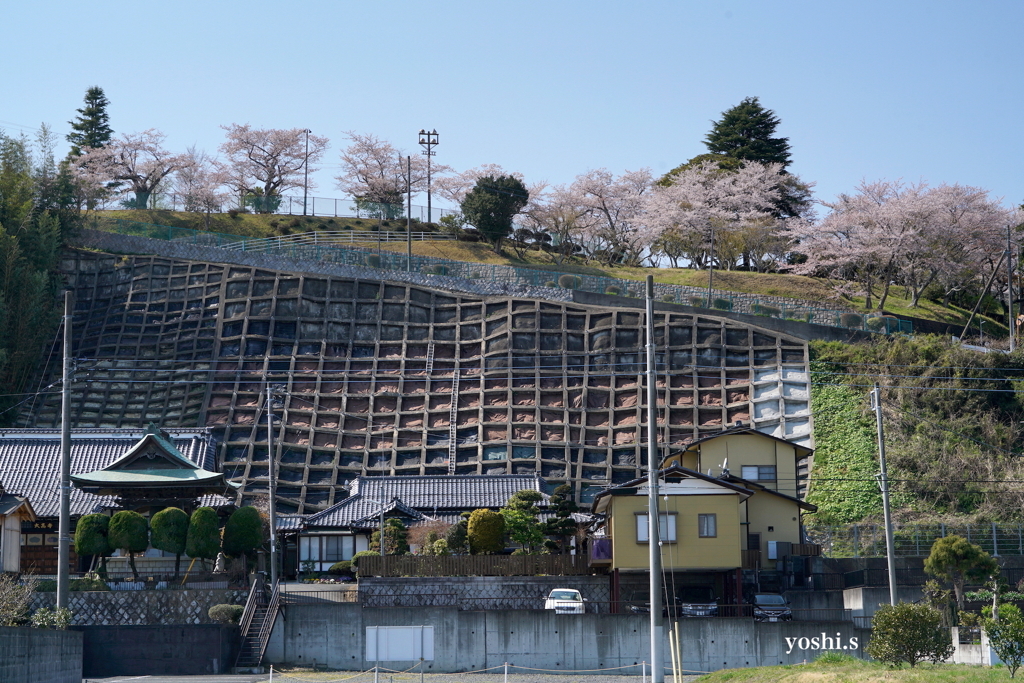 写真エッセイ：崖の上の桜：NTW428