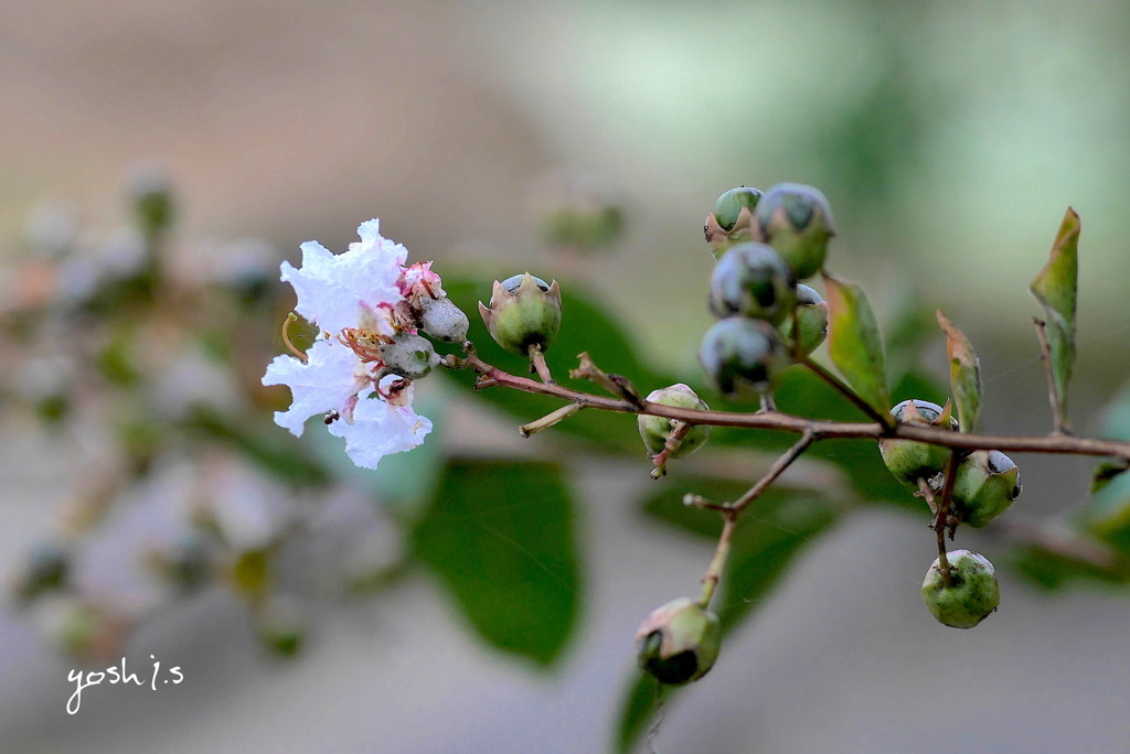 秋のおとずれ 3/3：これはなんの花？