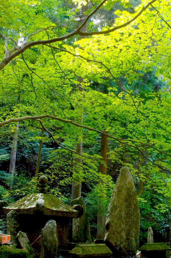 御岩神社２：楓