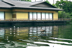 写真句：軽鴨の池２