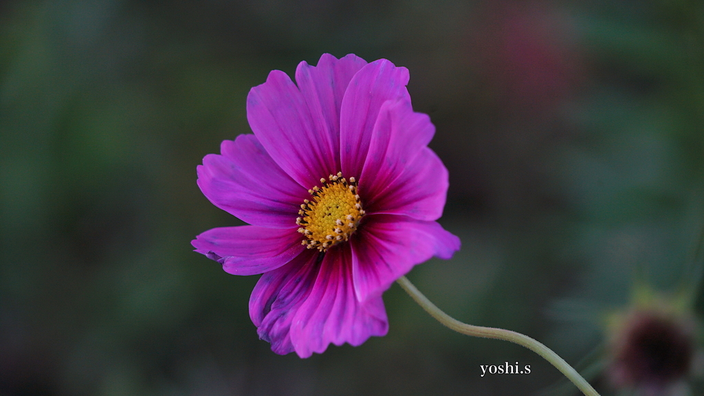 写真指編：秋桜１：おーい！