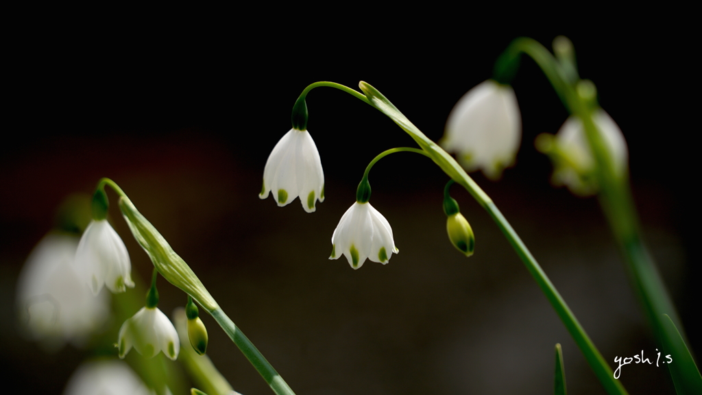 写真句：春の花二題の２：スノーフレーク