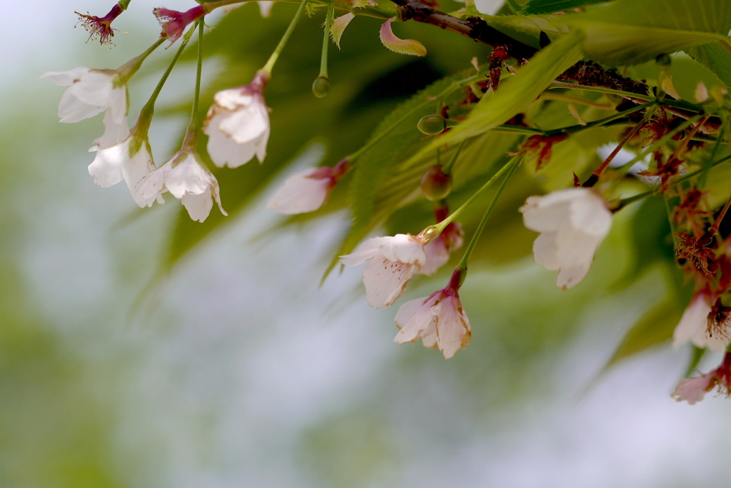 風に揺れる残り桜：写真句
