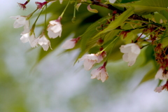 風に揺れる残り桜：写真句