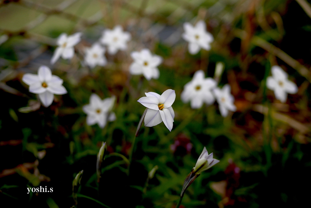 写真エッセイ：地の花３：ベツレヘムの星１