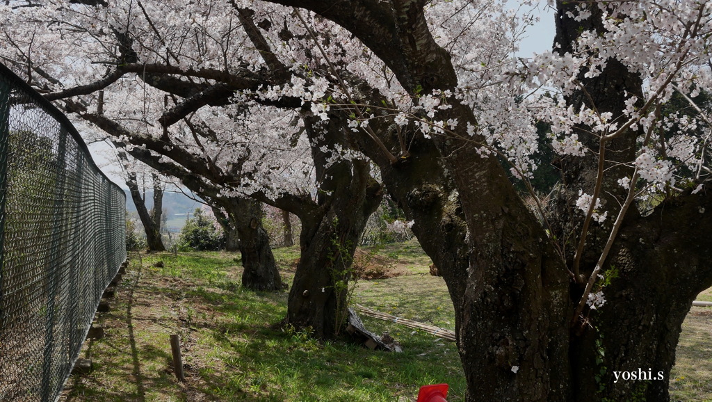 写真句：桜４：独り占め