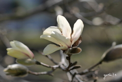 写真掌編：にほひをこせよ 番外：こぶし開花！ by 佳夫：写真歌