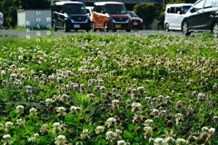 写真句：野のいのち２：白詰め草