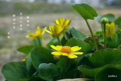 写真句：道端の極楽２