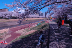 春のうららの桜川5