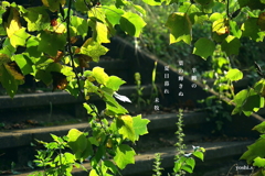 写真句：光る半纏