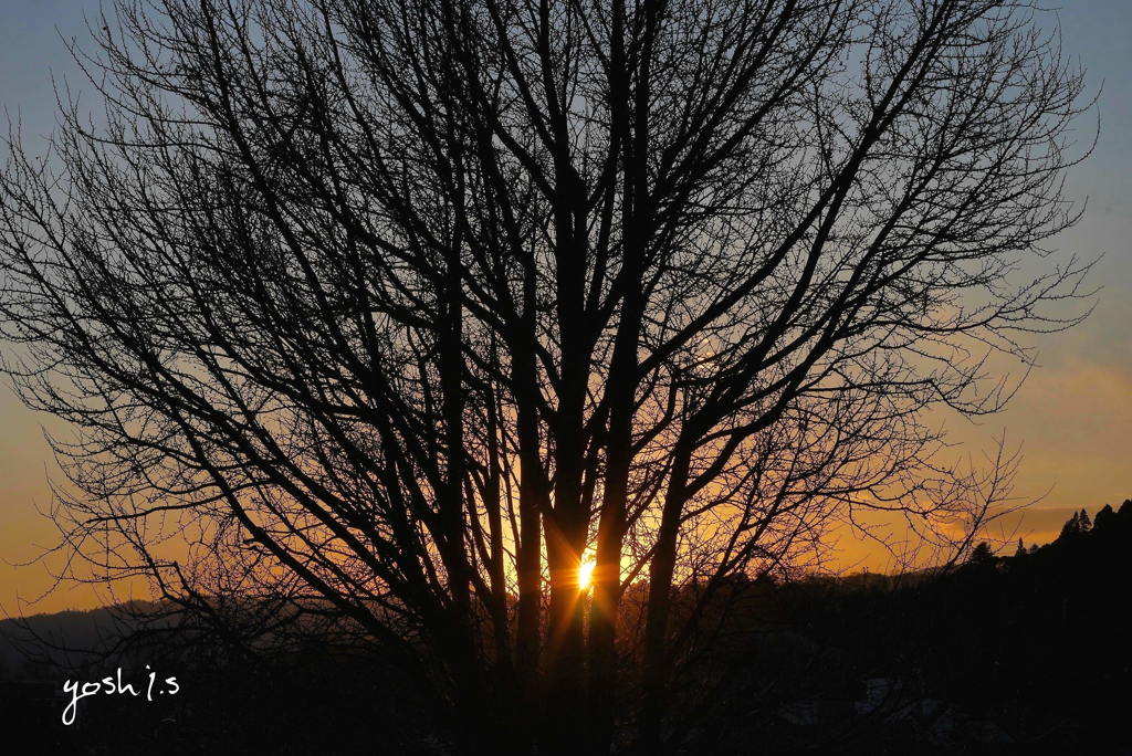 写真句：夕木立