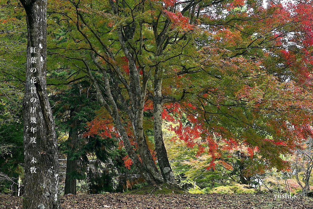 写真句：花貫渓谷紅葉狩り2025：名馬里が淵２